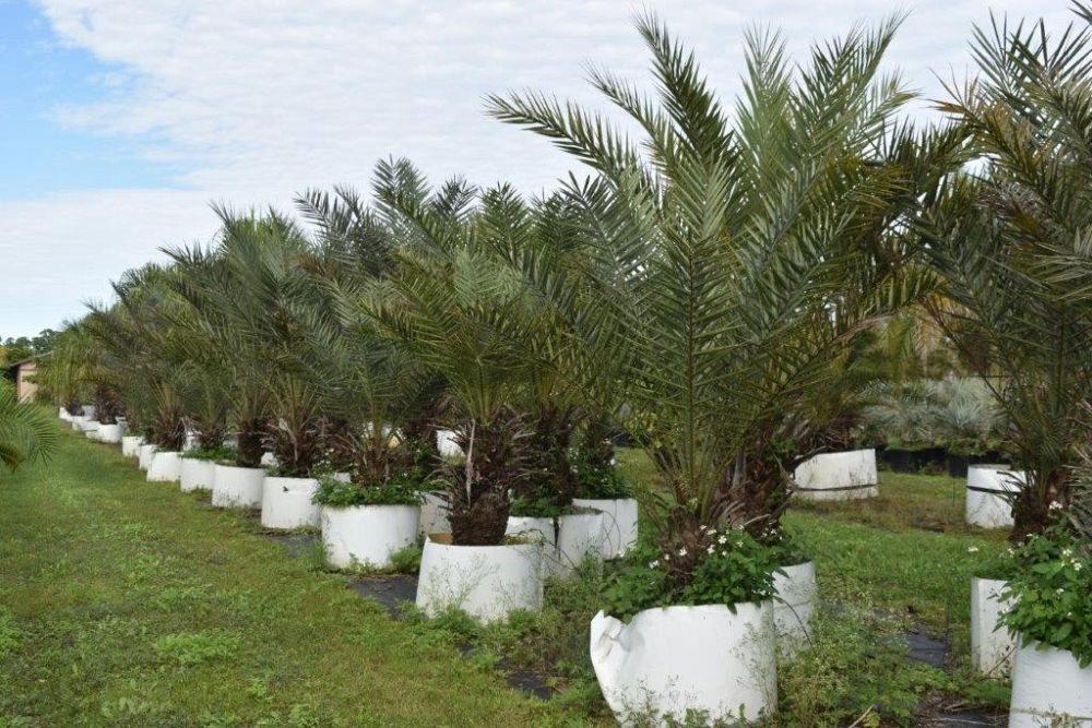 phoenix-dactylifera-date-palm