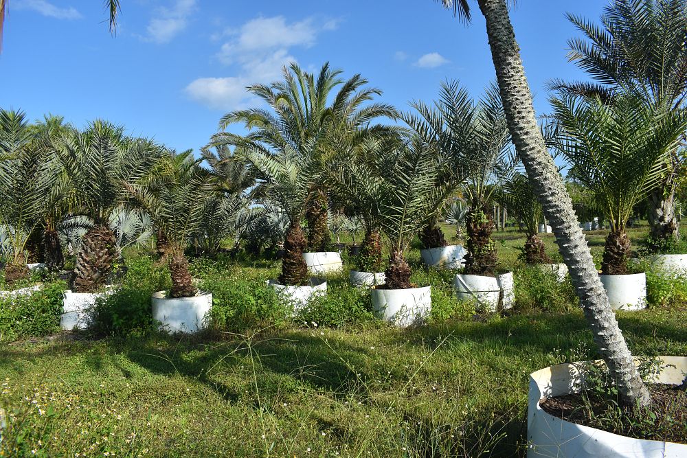 phoenix-dactylifera-date-palm