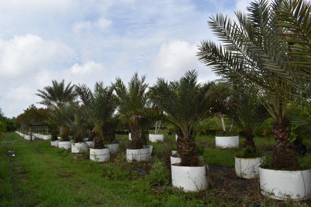 phoenix-dactylifera-date-palm