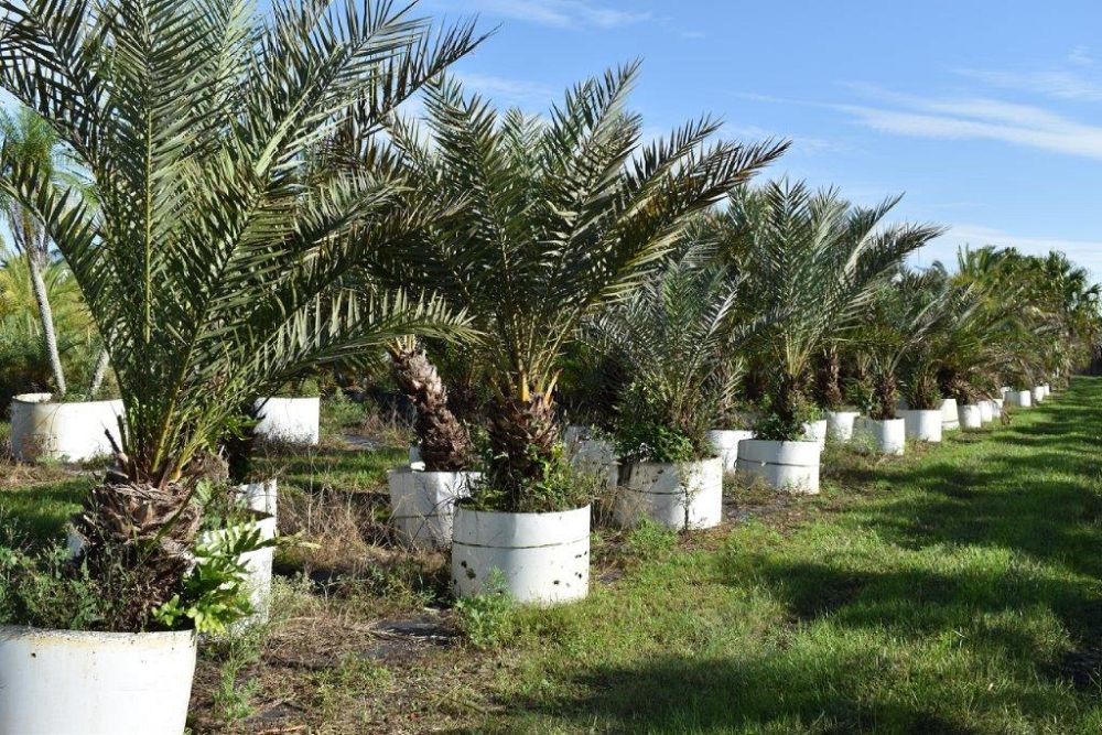 phoenix-dactylifera-date-palm