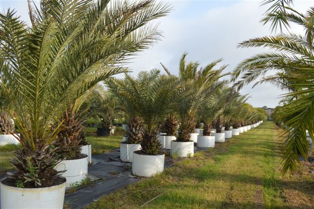 phoenix-dactylifera-date-palm