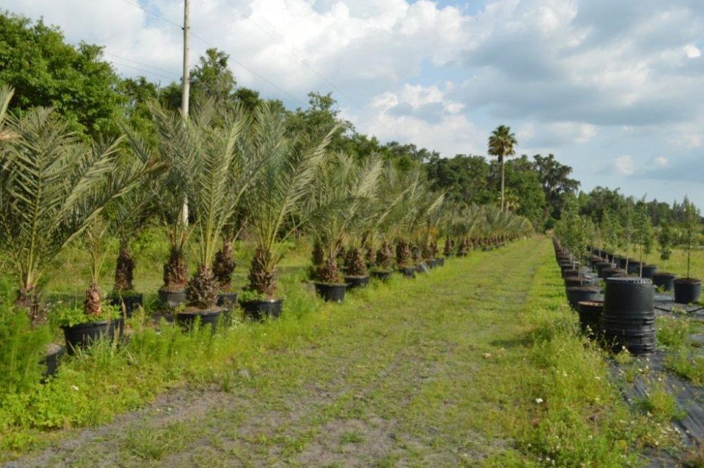 phoenix-dactylifera-date-palm