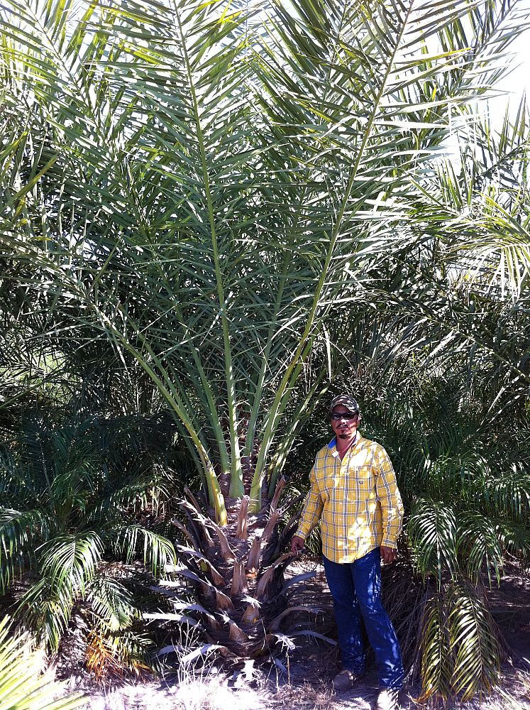 phoenix-dactylifera-date-palm