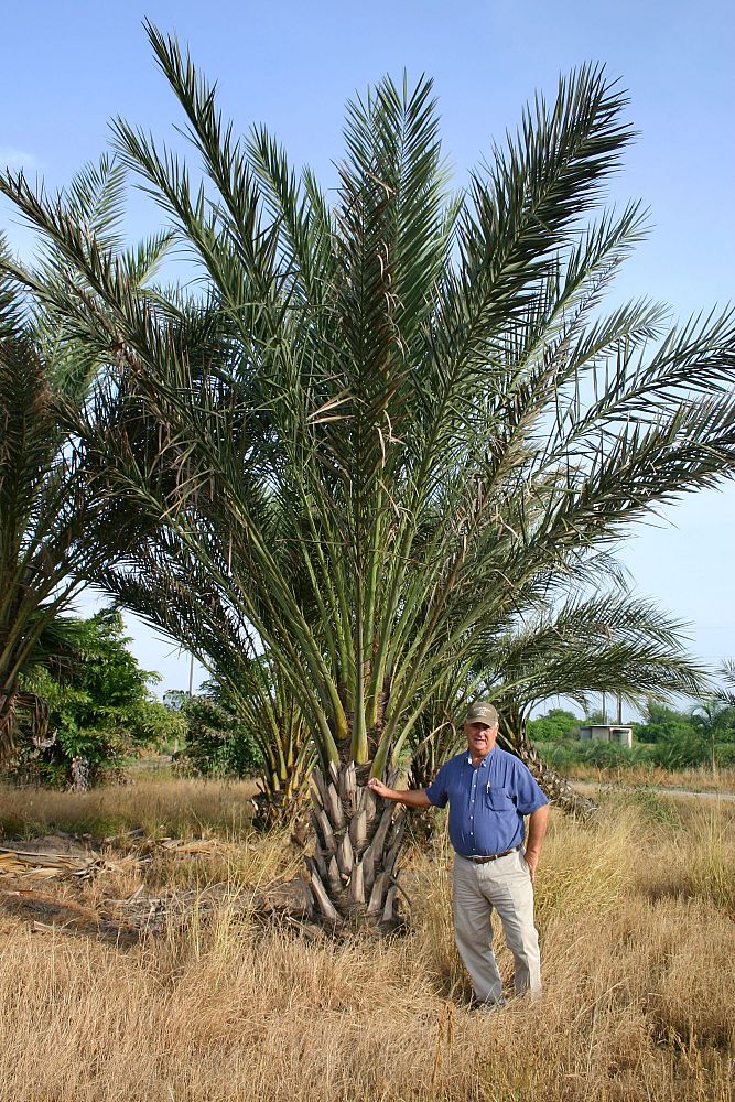 phoenix-dactylifera-date-palm