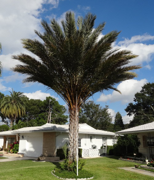 phoenix-dactylifera-date-palm