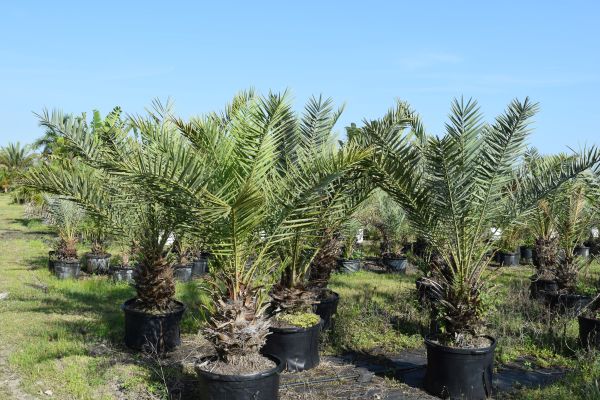 phoenix-dactylifera-date-palm