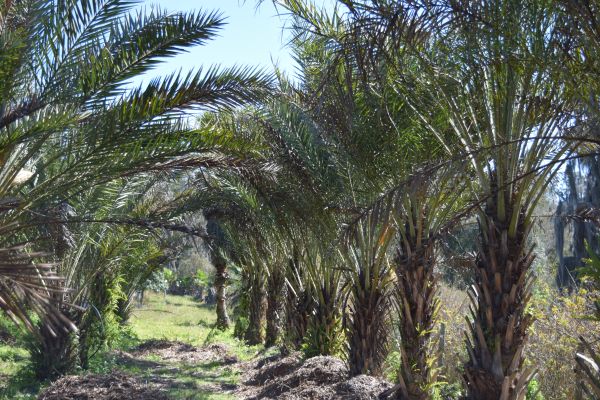 phoenix-dactylifera-date-palm
