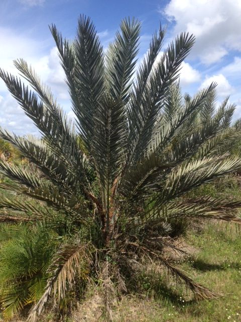 phoenix-dactylifera-date-palm