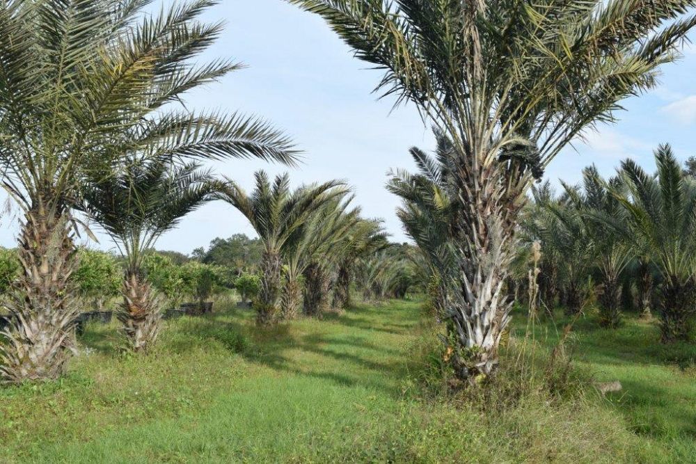 phoenix-dactylifera-date-palm