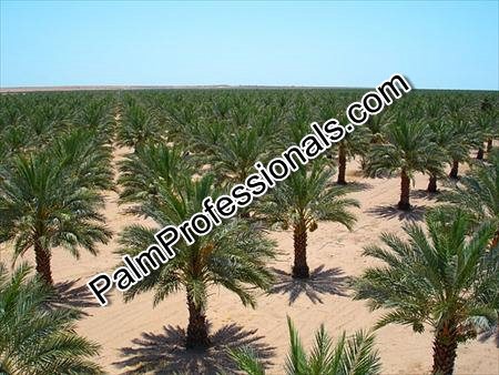 phoenix-dactylifera-date-palm