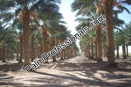 phoenix-dactylifera-date-palm