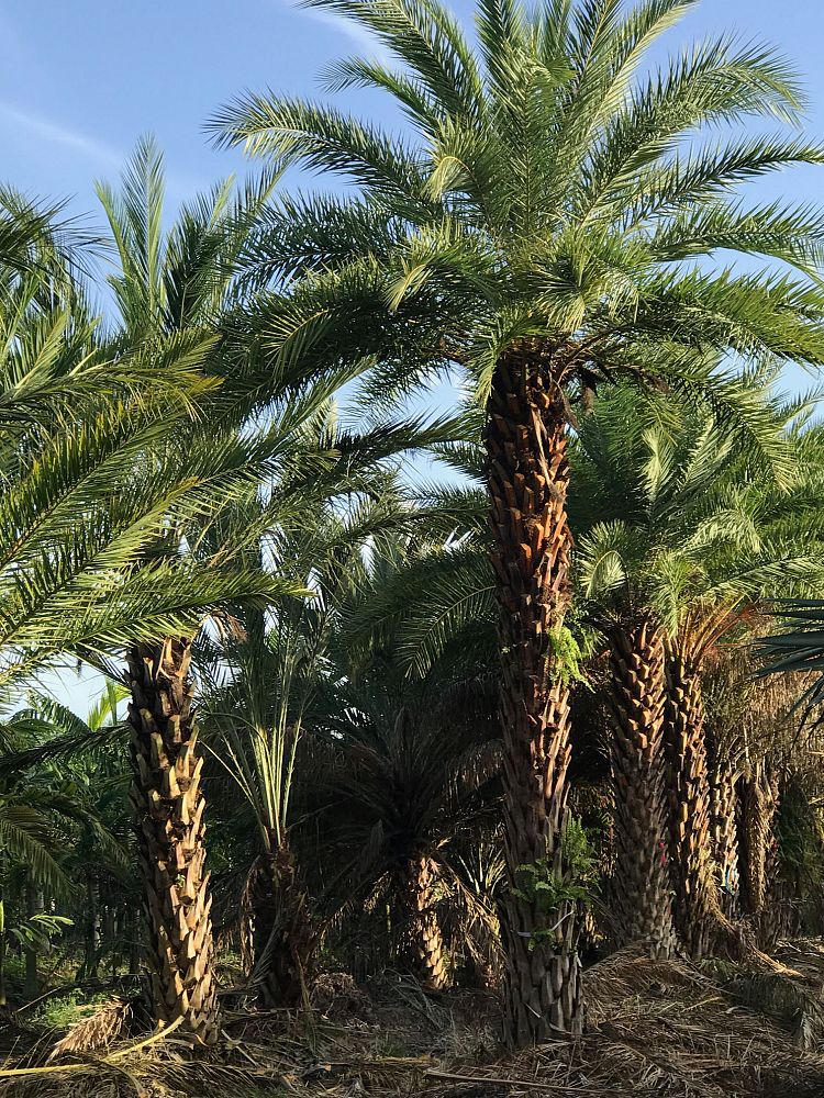 phoenix-dactylifera-date-palm