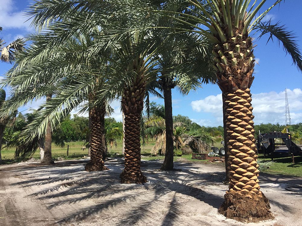 phoenix-dactylifera-date-palm