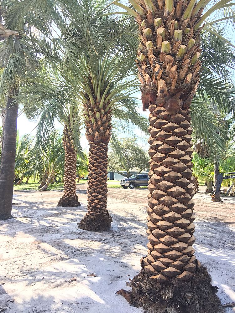 phoenix-dactylifera-date-palm