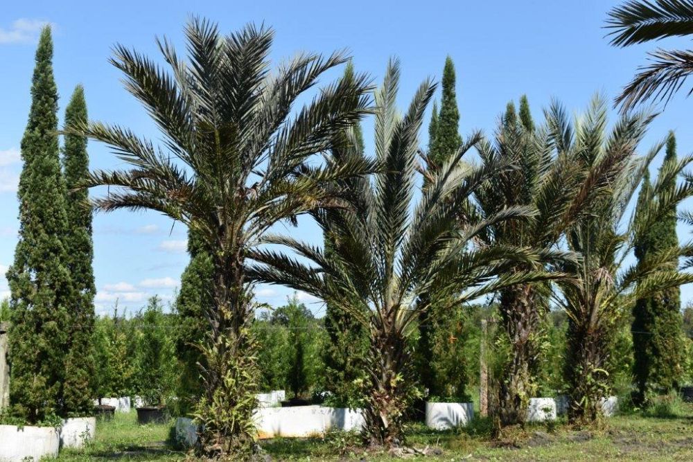 phoenix-dactylifera-date-palm