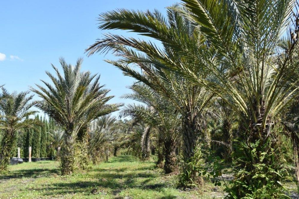 phoenix-dactylifera-date-palm