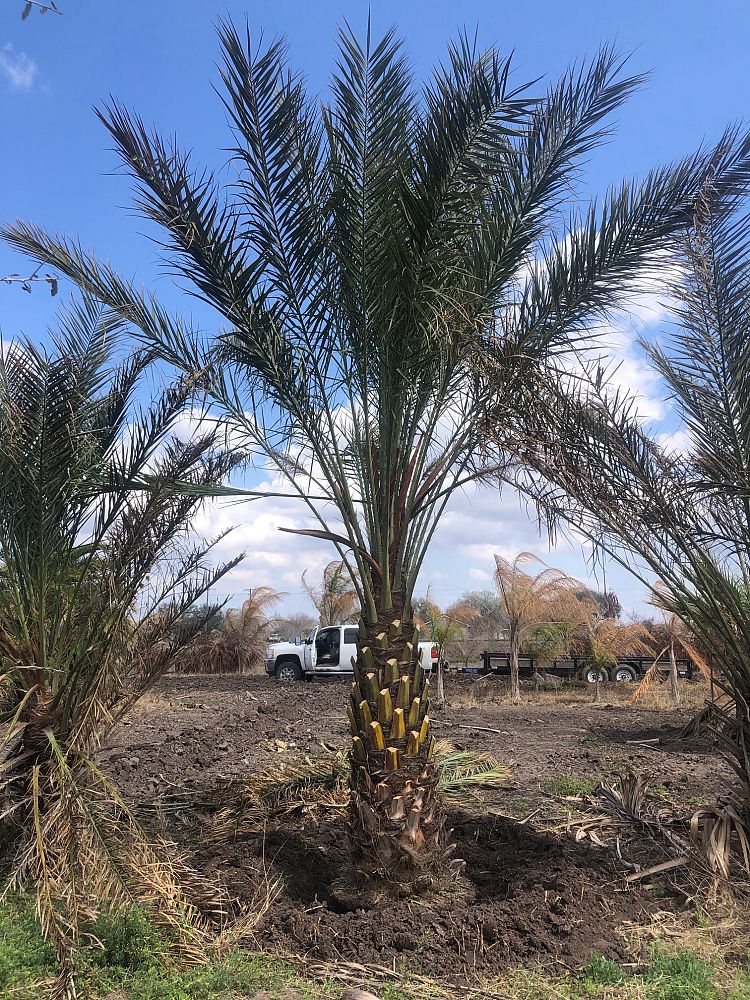 phoenix-dactylifera-date-palm