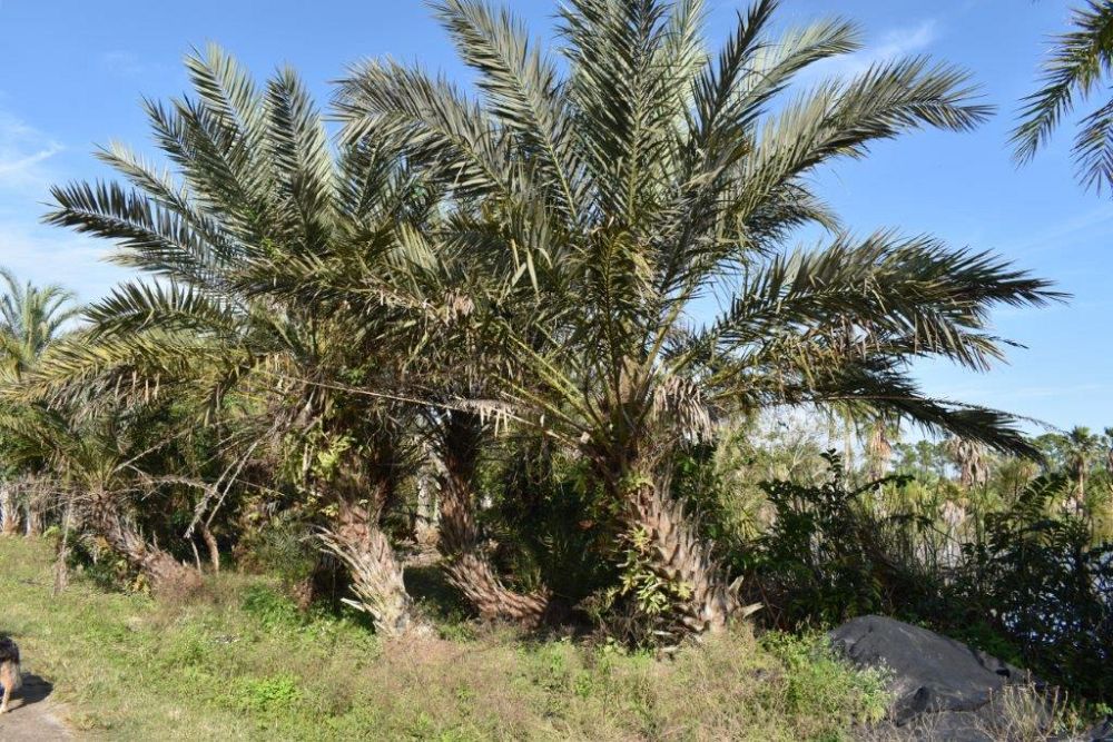 phoenix-dactylifera-date-palm