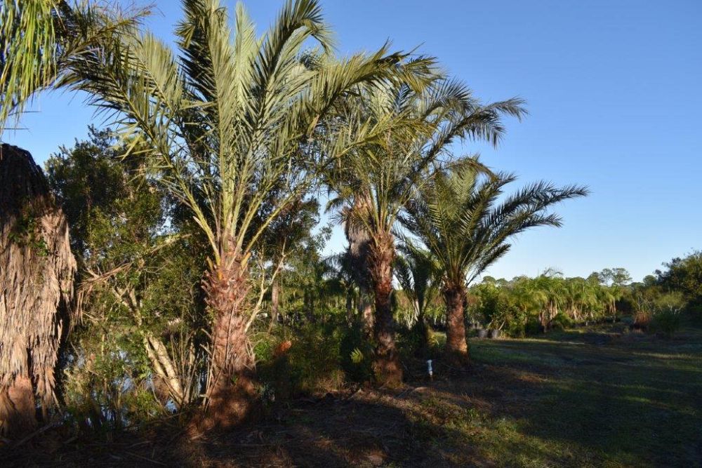 phoenix-dactylifera-date-palm