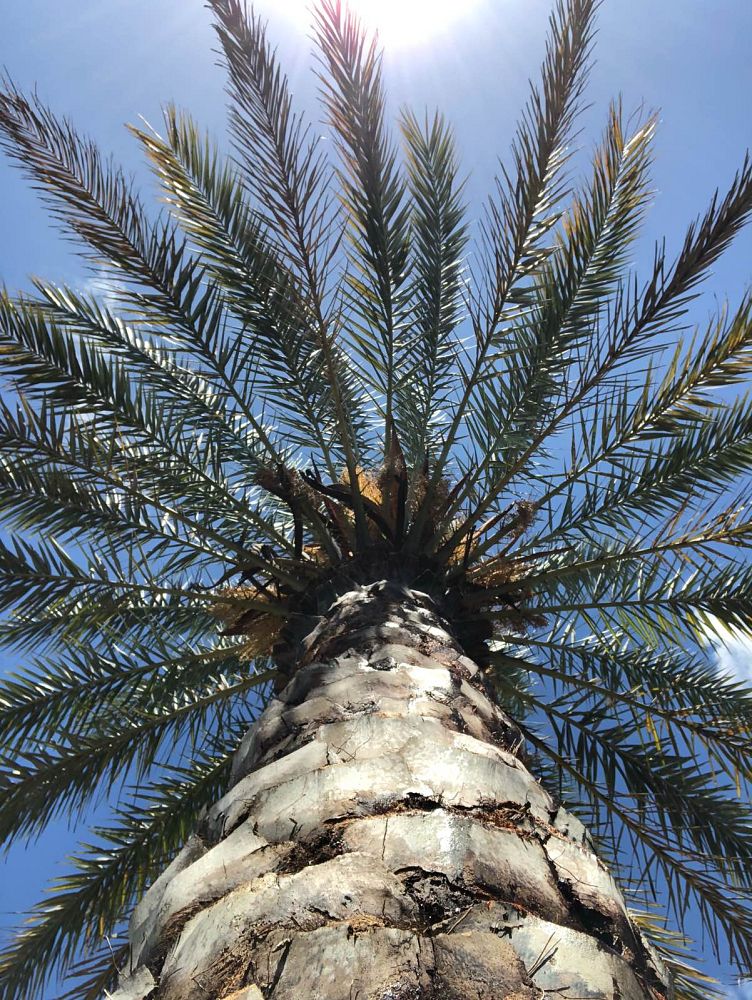 phoenix-dactylifera-date-palm