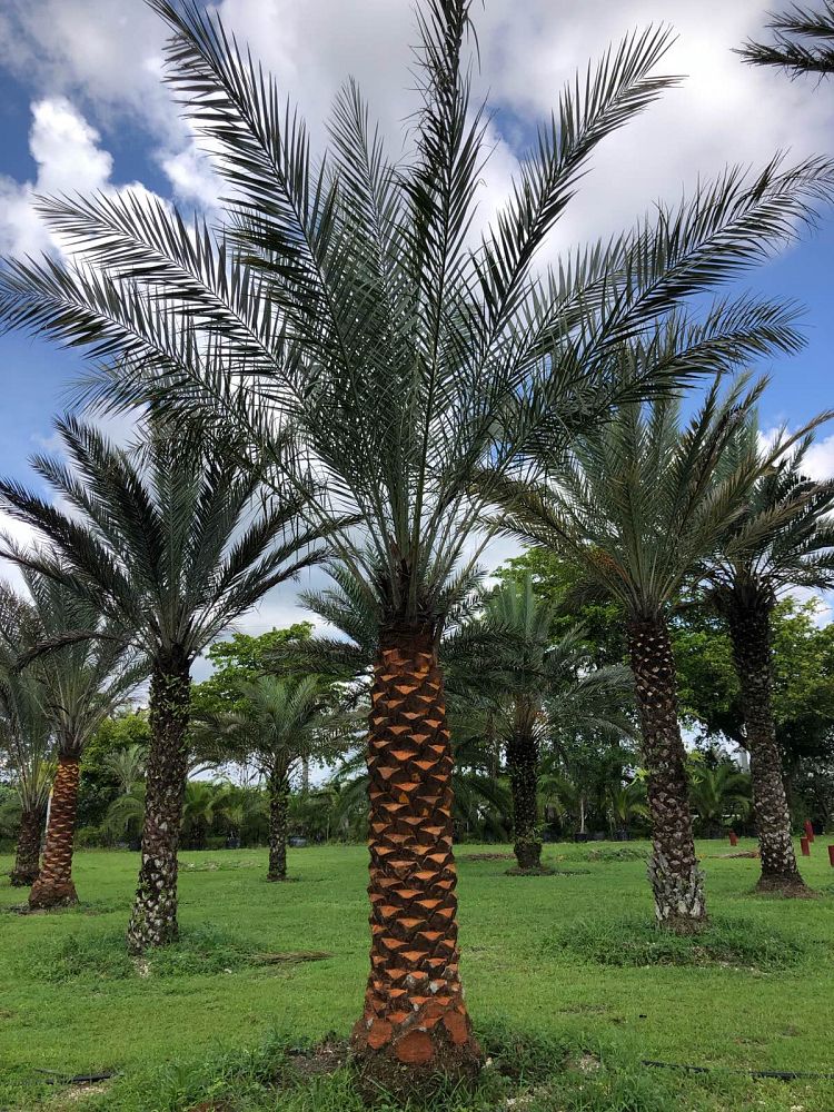 phoenix-dactylifera-date-palm