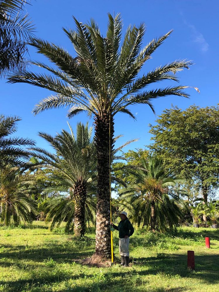 phoenix-dactylifera-date-palm