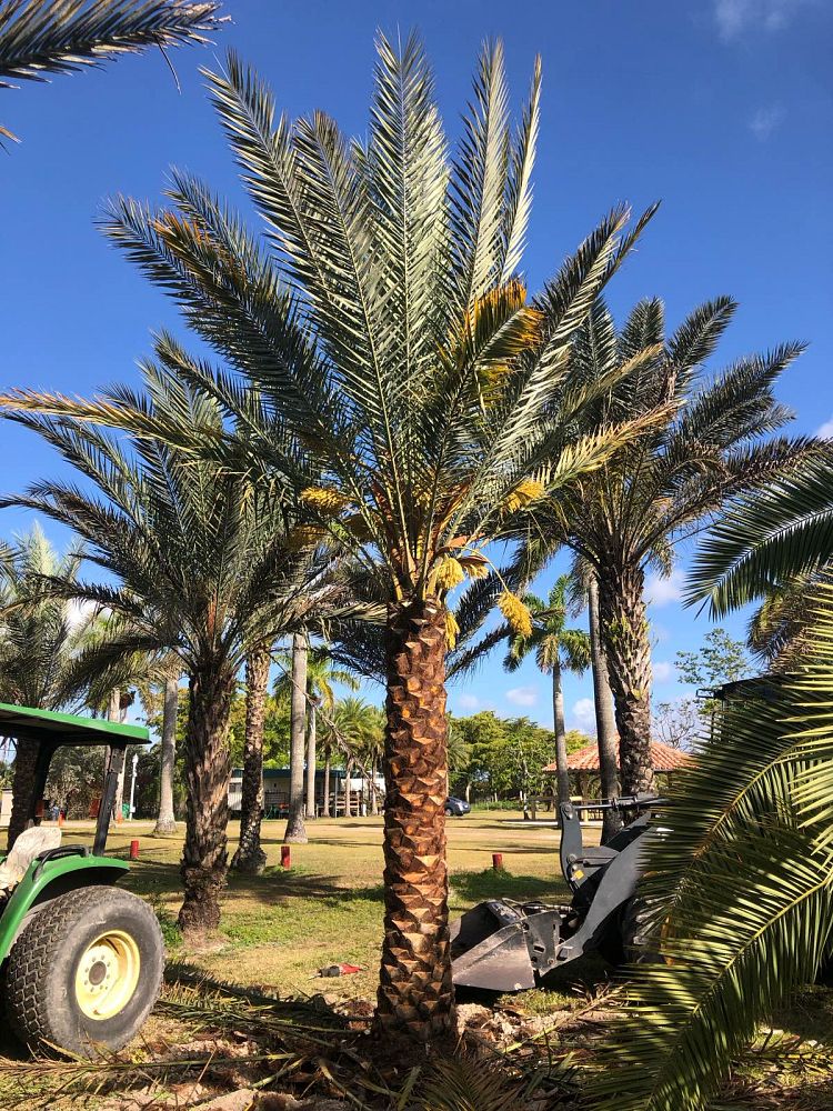 phoenix-dactylifera-date-palm