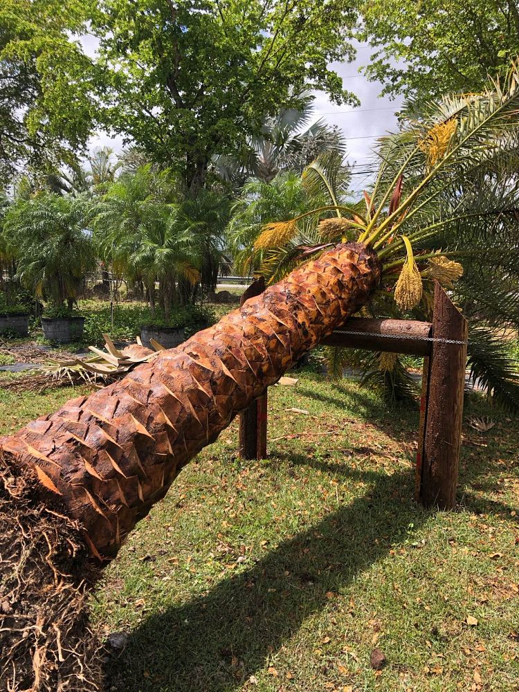 phoenix-dactylifera-date-palm