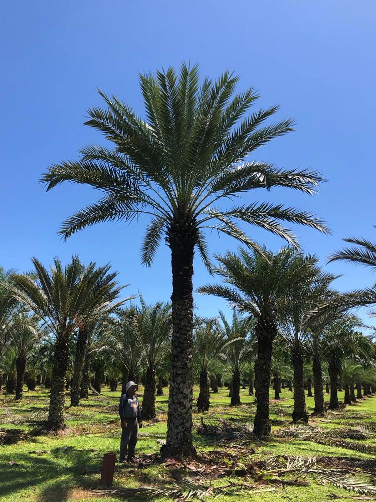 phoenix-dactylifera-date-palm