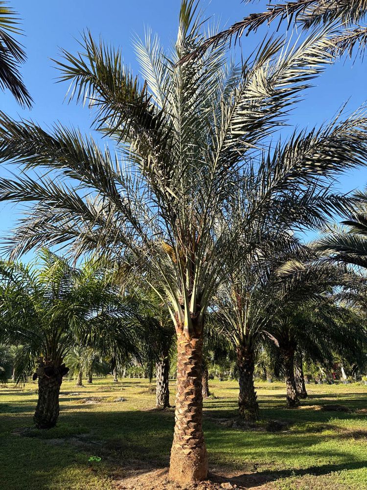 phoenix-dactylifera-date-palm