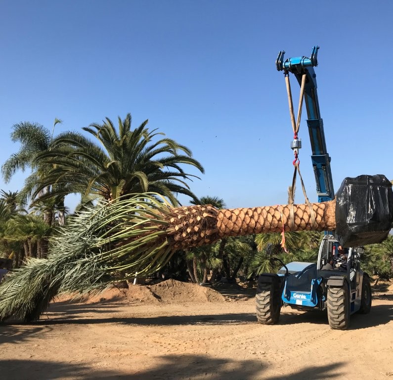 phoenix-dactylifera-date-palm