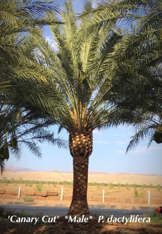 phoenix-dactylifera-date-palm