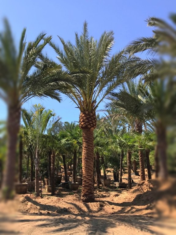 phoenix-dactylifera-date-palm