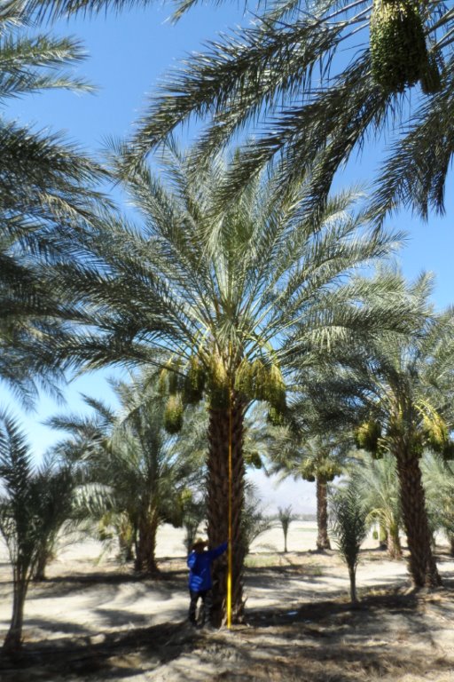 phoenix-dactylifera-deglet-noor-delet-noor-date-palm