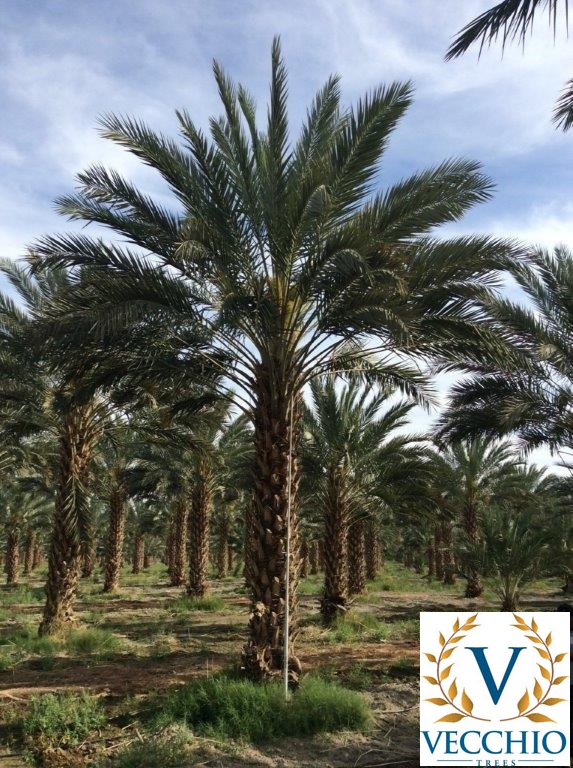 phoenix-dactylifera-deglet-noor-delet-noor-date-palm
