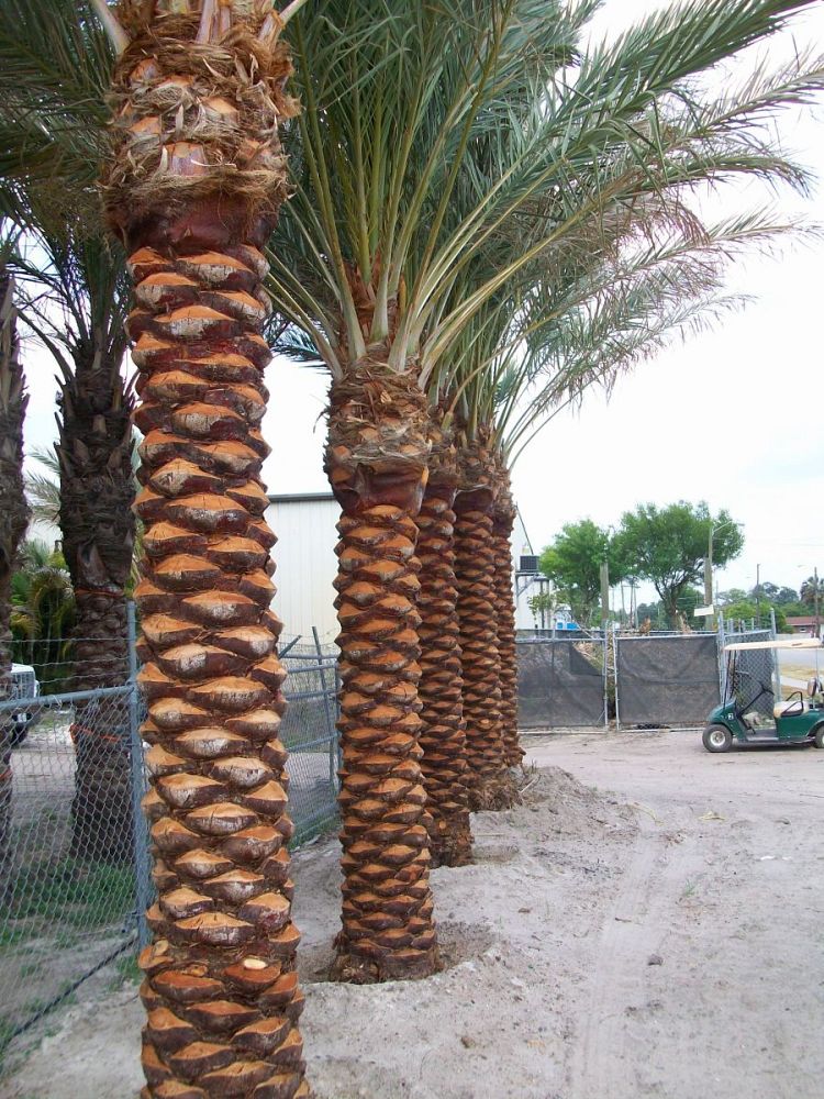 Treemart Inc | plantANT.com
