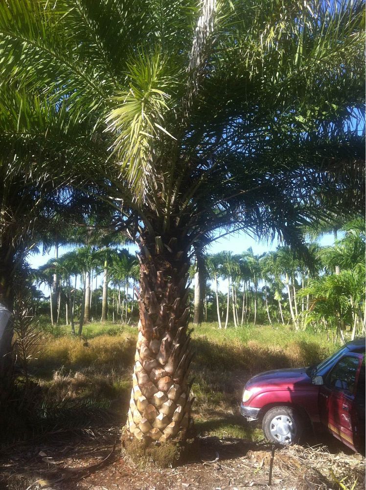 phoenix-dactylifera-medjool-medjool-date-palm