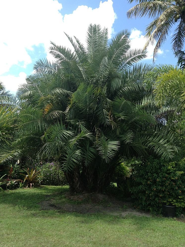 phoenix-dactylifera-medjool-medjool-date-palm