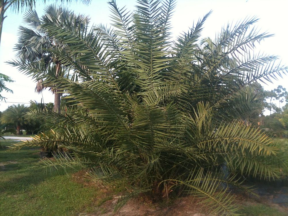 phoenix-dactylifera-medjool-medjool-date-palm