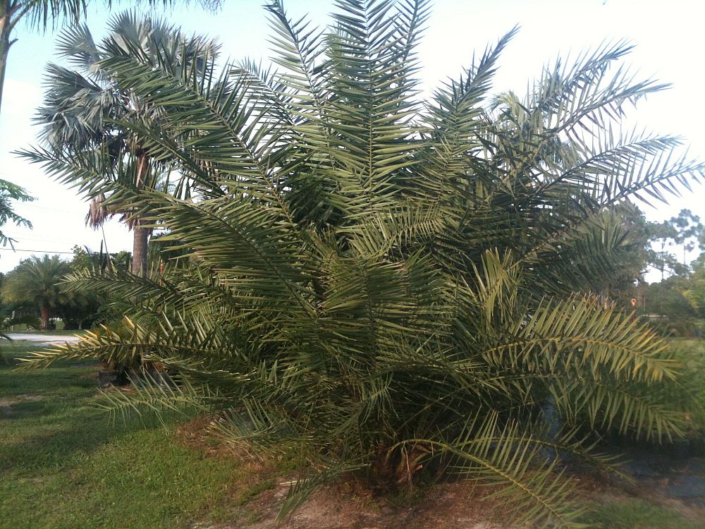 phoenix-dactylifera-medjool-medjool-date-palm