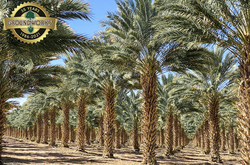 phoenix-dactylifera-medjool-medjool-date-palm