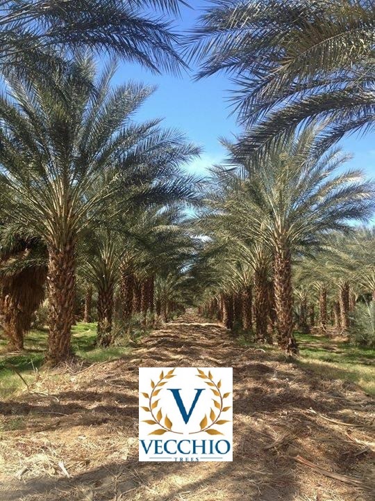 phoenix-dactylifera-medjool-medjool-date-palm