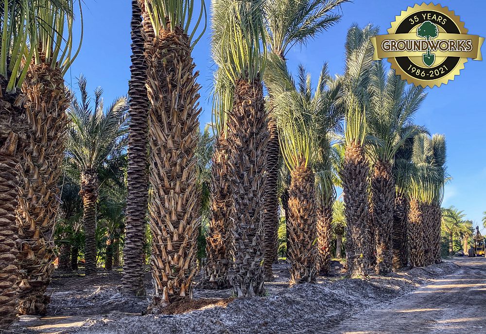 phoenix-dactylifera-medjool-medjool-date-palm