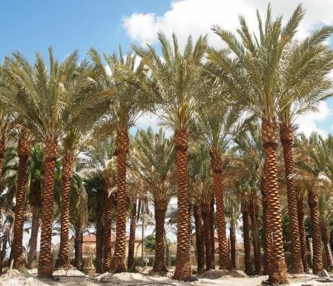 phoenix-dactylifera-medjool-medjool-date-palm