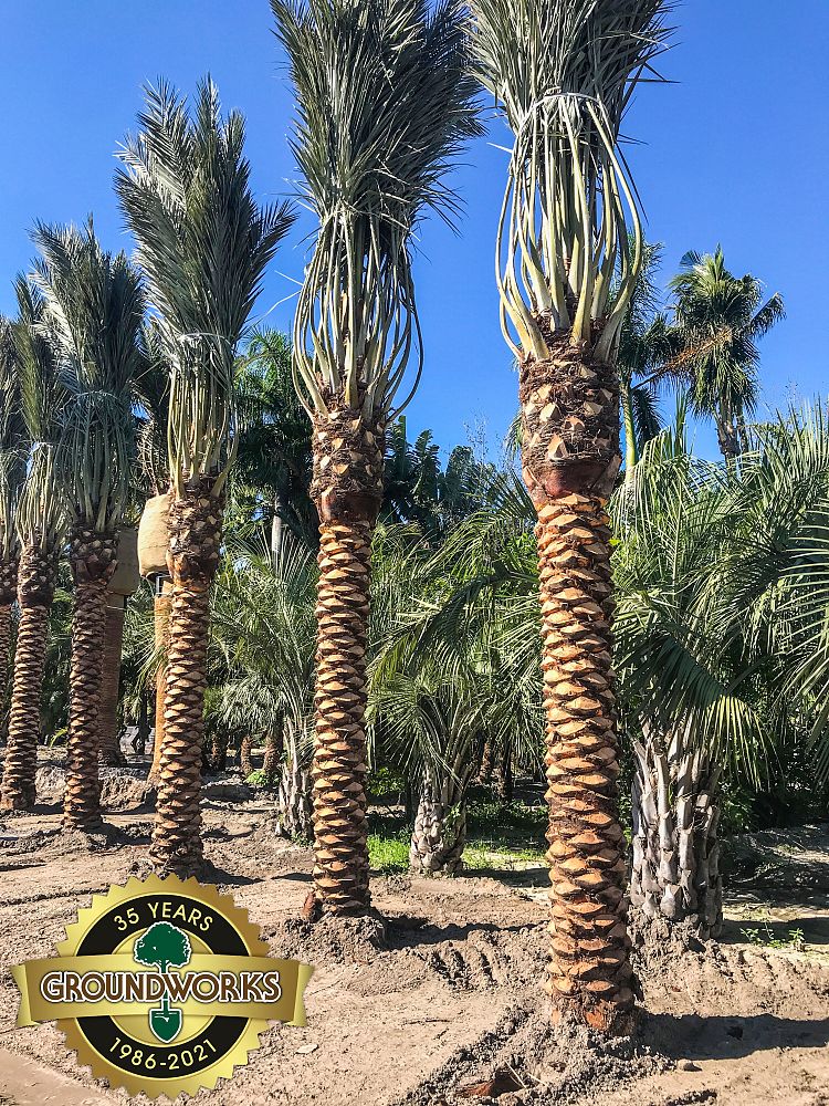 phoenix-dactylifera-medjool-medjool-date-palm