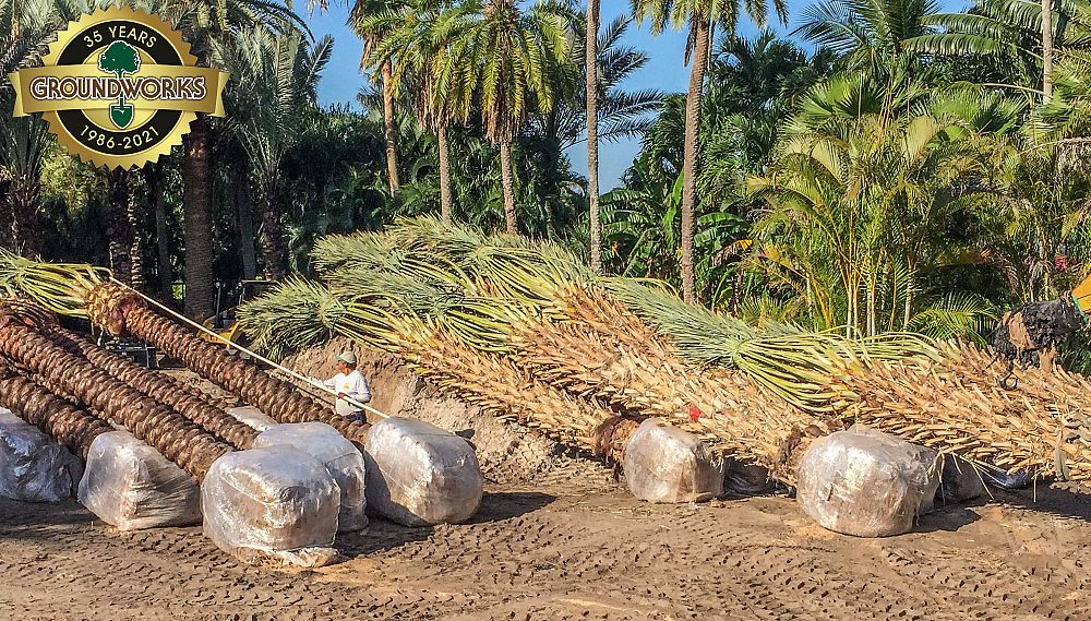 phoenix-dactylifera-medjool-medjool-date-palm