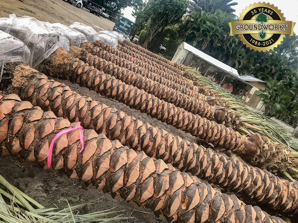 phoenix-dactylifera-medjool-medjool-date-palm