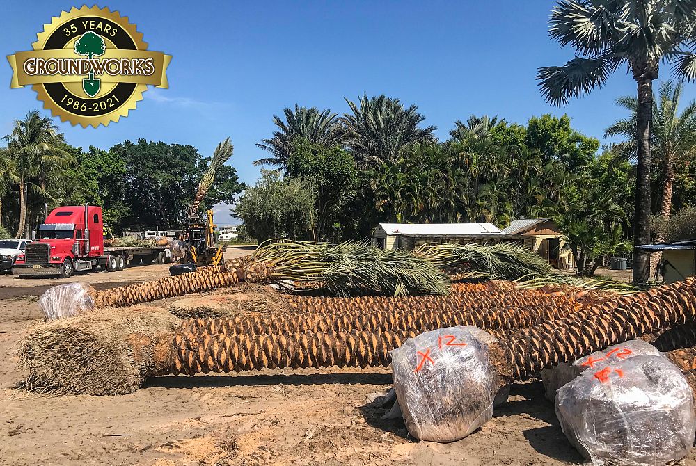 phoenix-dactylifera-medjool-medjool-date-palm