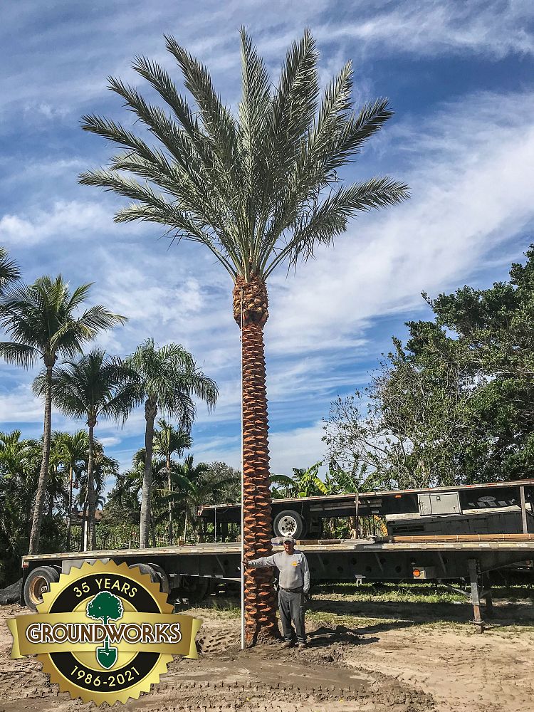 phoenix-dactylifera-medjool-medjool-date-palm