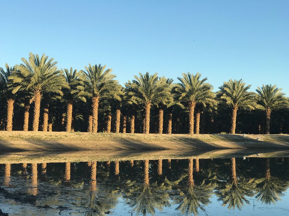 phoenix-dactylifera-medjool-medjool-date-palm